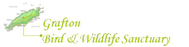 Grafton Bird & Wildlife Sanctuary