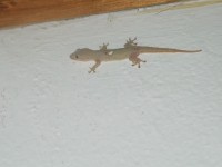 Gecko