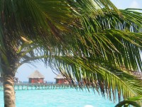 Palmenblick zu den Wasserbungalows