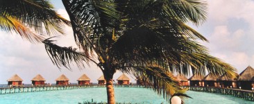 Palmen-Panoramablick zu den Wasserbungalows