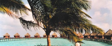 Palmen-Panoramablick zu den Wasserbungalows