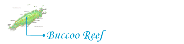 Buccoo Reef