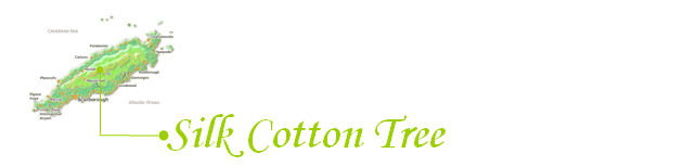 Silk Cotton Tree