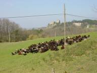 Von Pitigliano nach San Quírico (Miniatur)